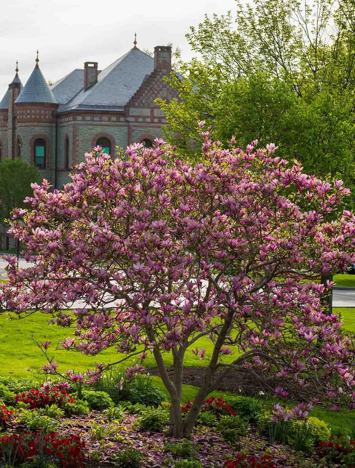 Colgate campus with blossoming trees
