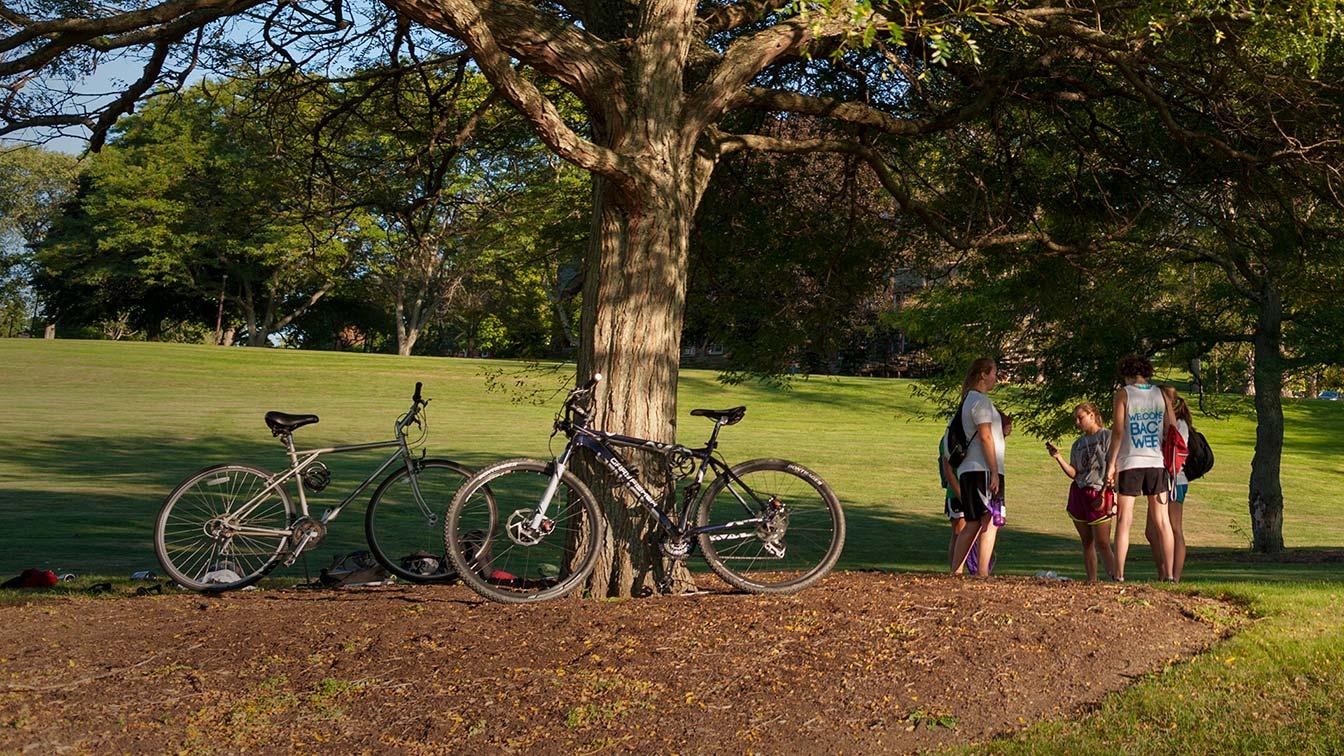 Two bicycles parked near a tree as students talk nearby