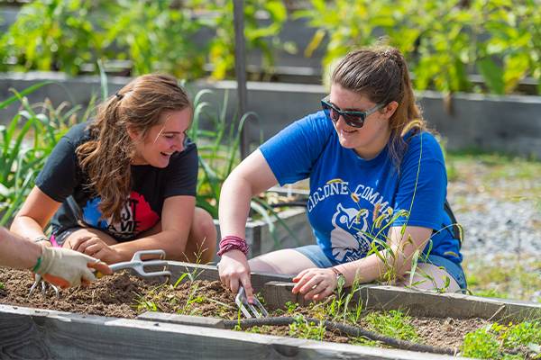 Colgate students participate in the afternoon of service by working in the community garden.