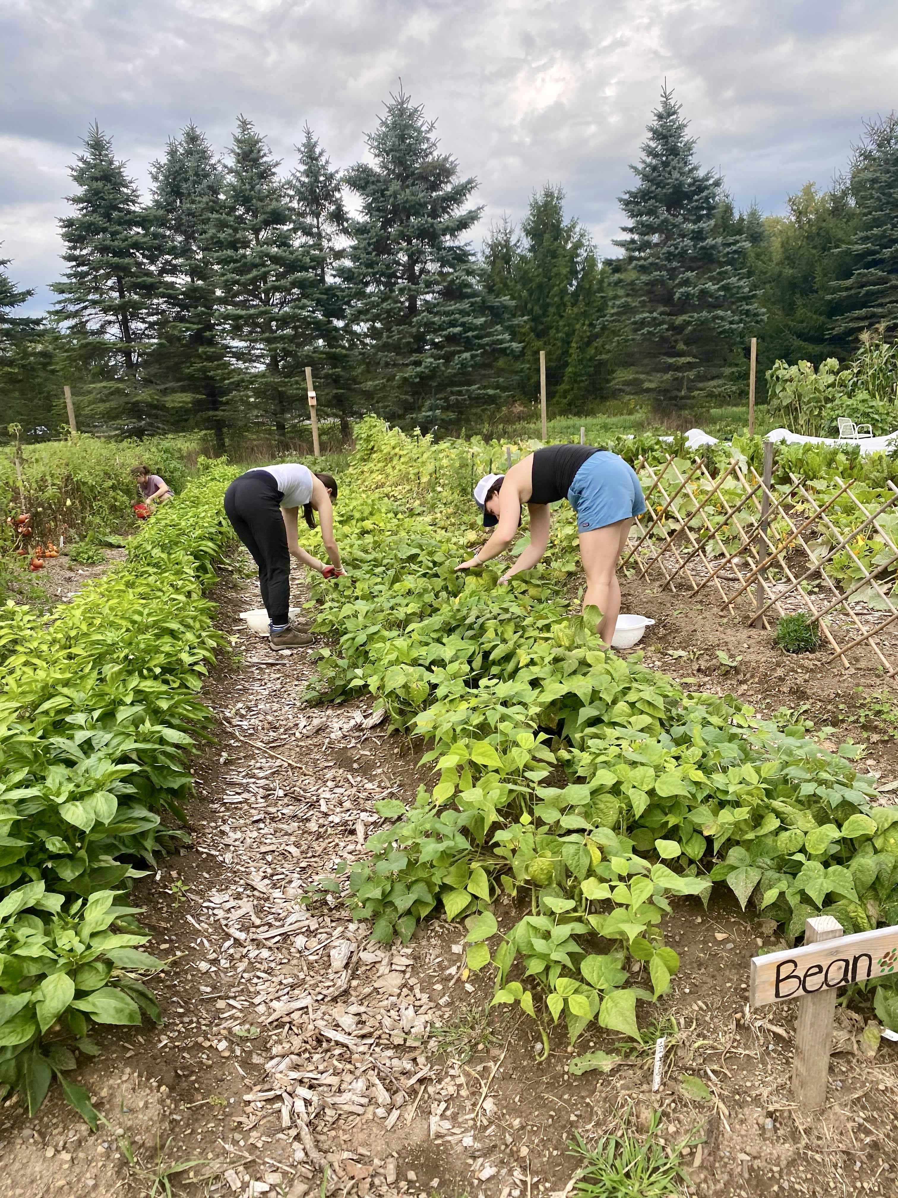 Photo shows students picking vegetables in the rows at the Colgate Community Garden.