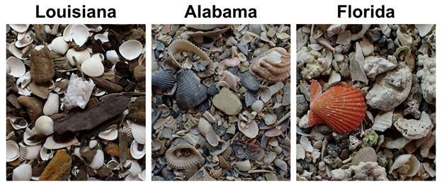 Variations of patterns in their shells