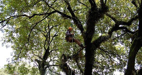 A person hangs in a harness from a tree