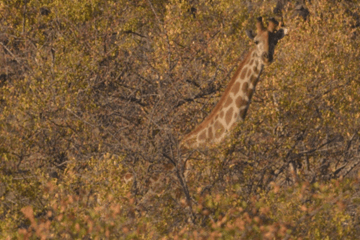 A giraffe in the wild