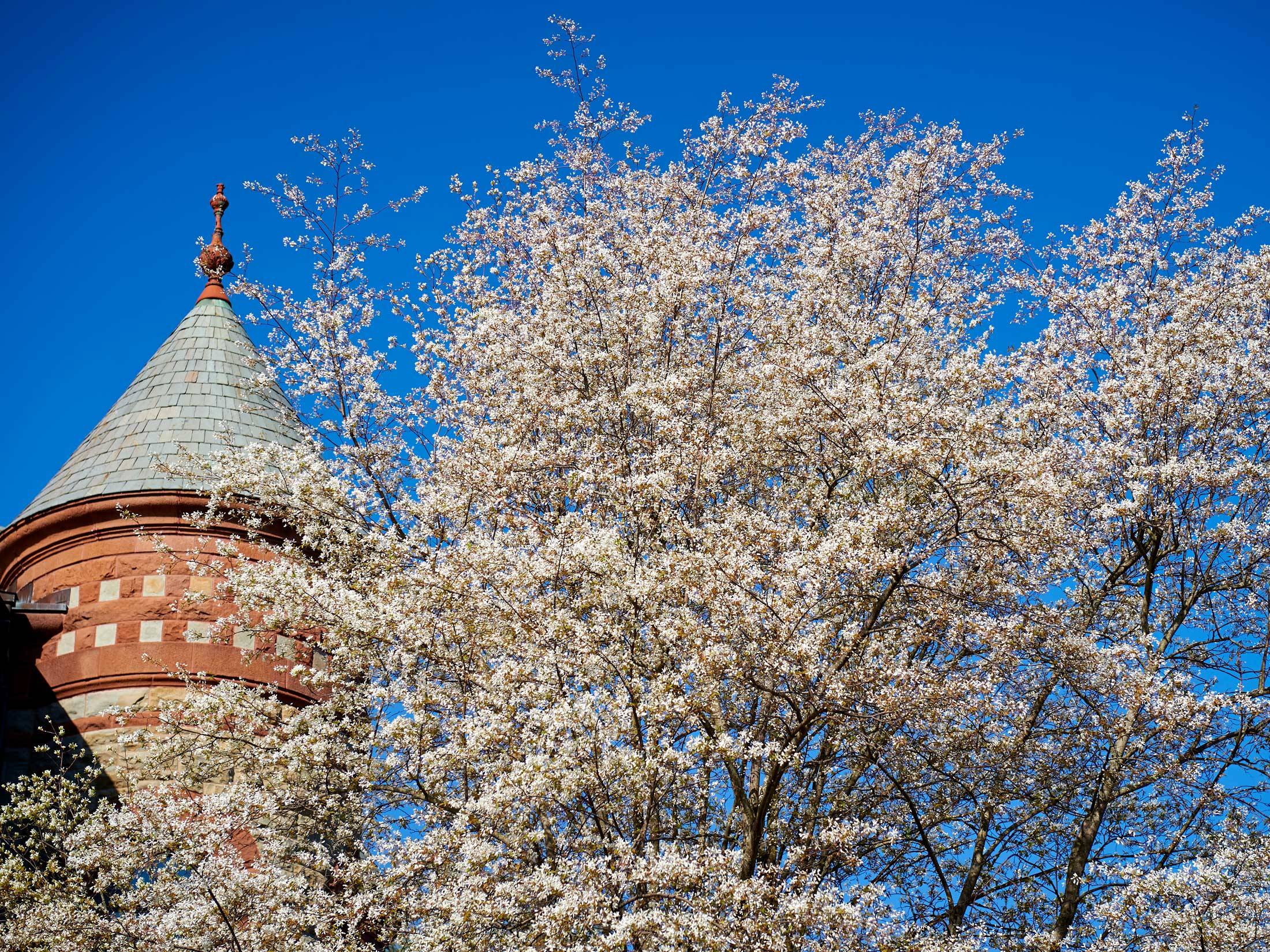 flowering tree on campus