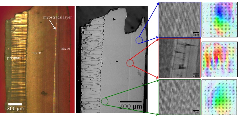 Using Light's Polarization to Investigate Nacre