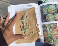 Sarafina Lewis taking notes near Princess Vlei Lake in South Africa. Picture of pelargonium cucullatum