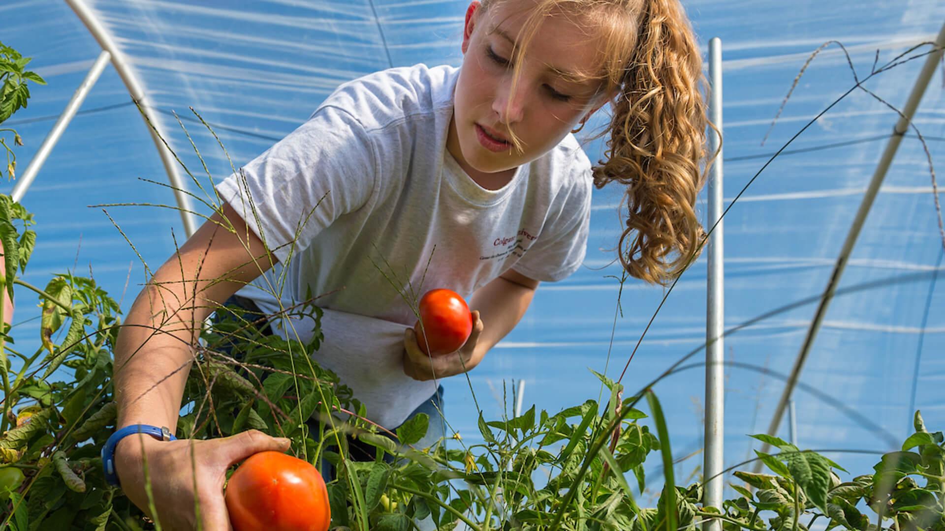 A student assists with picking tomatoes at Common Thread as part of the COVE's Afternoon of Community Service.