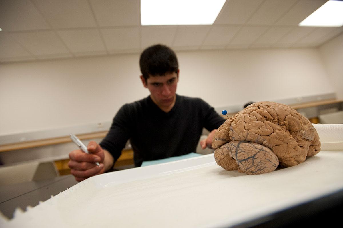 Students in Professor Jun Yoshino's Neuroscience class take a practical exam identifying specific parts of the human brain.