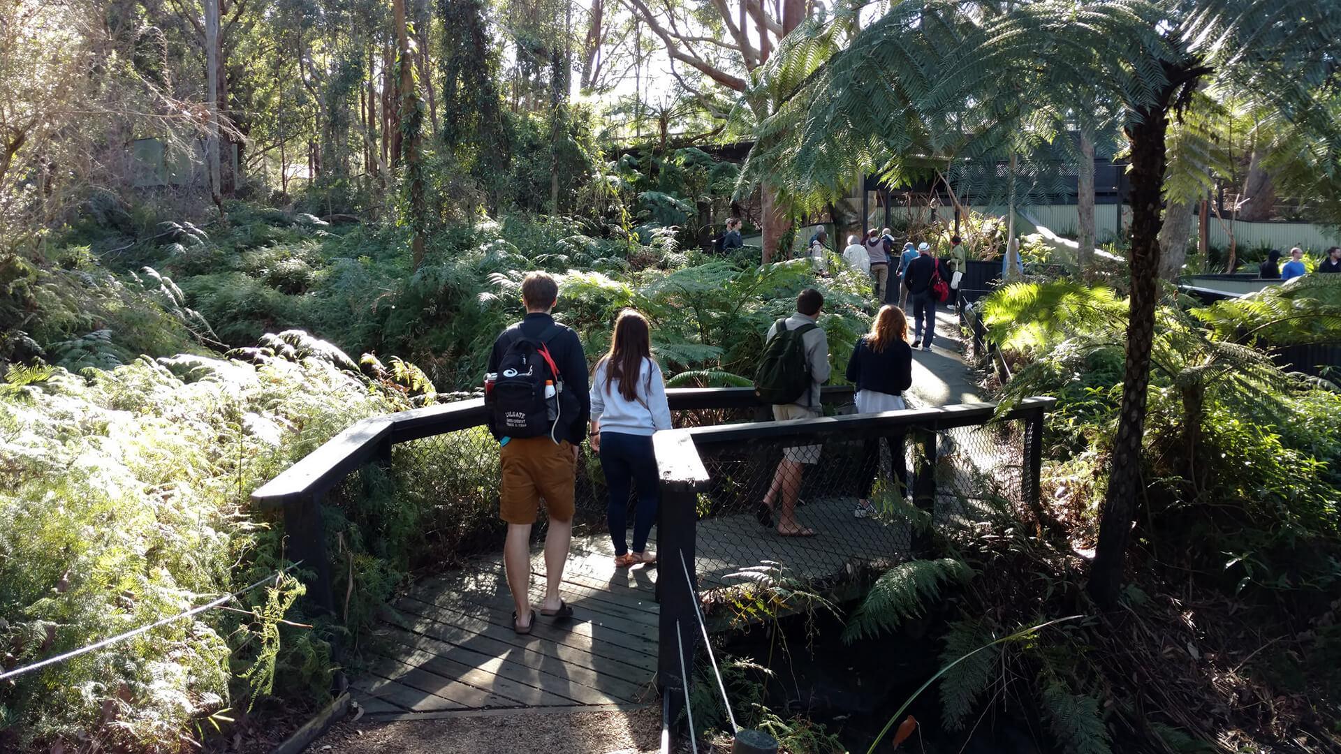 Students walk along a forested pathway