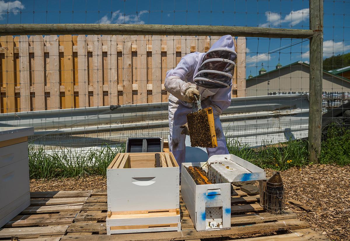 Beekeeper works with hives in the Colgate apiary