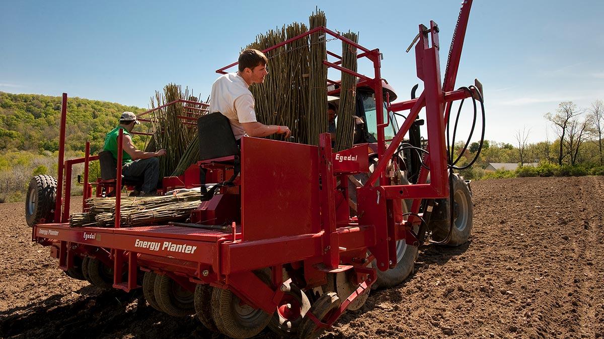 Planting willow shoots at Colgate' willow biomass plot