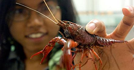 Student holding a crayfish up to the camera.