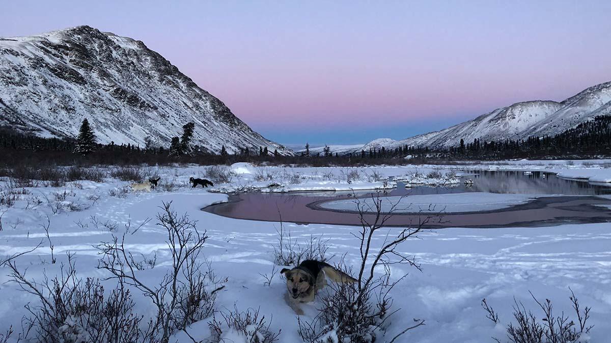 Dogs run through the snow in the Canadian wilderness