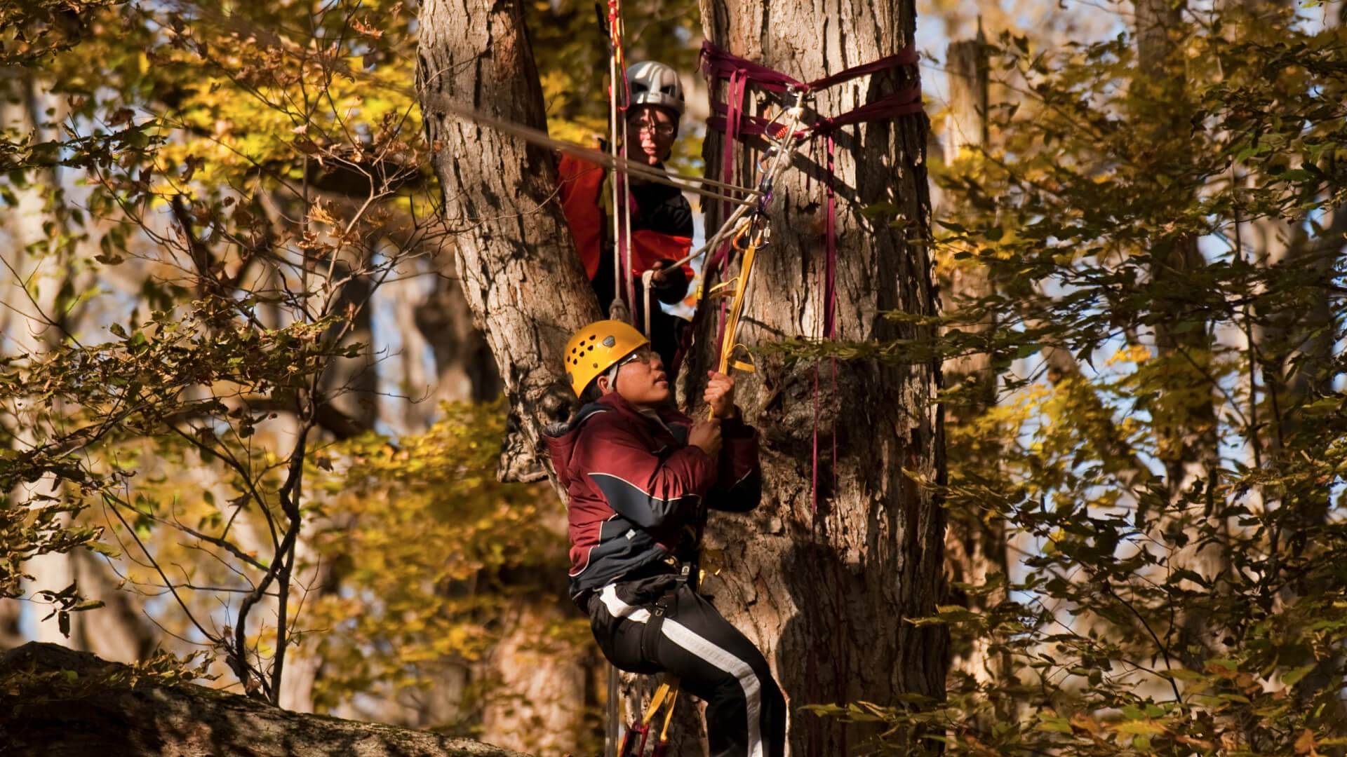 Students participate in a 'tree climbing for break' class.