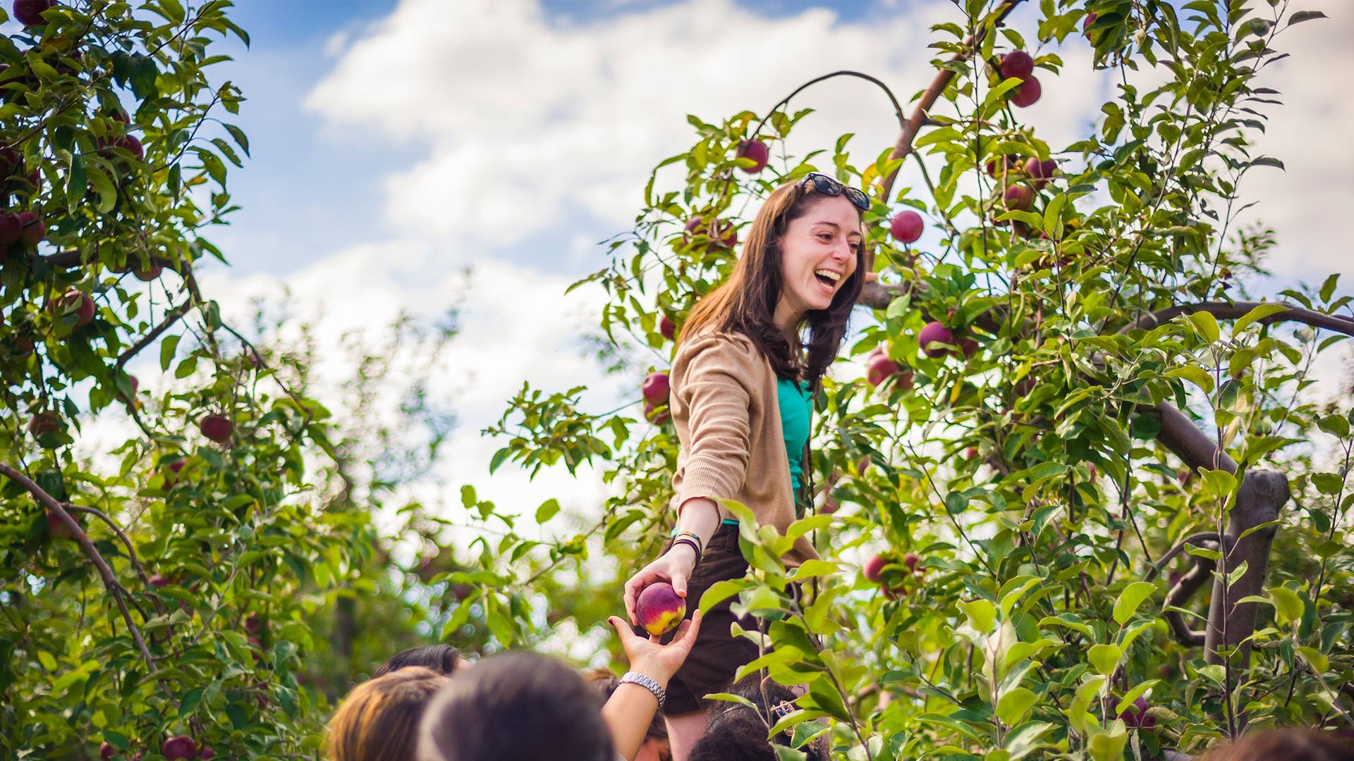 Colgate student picks apples 