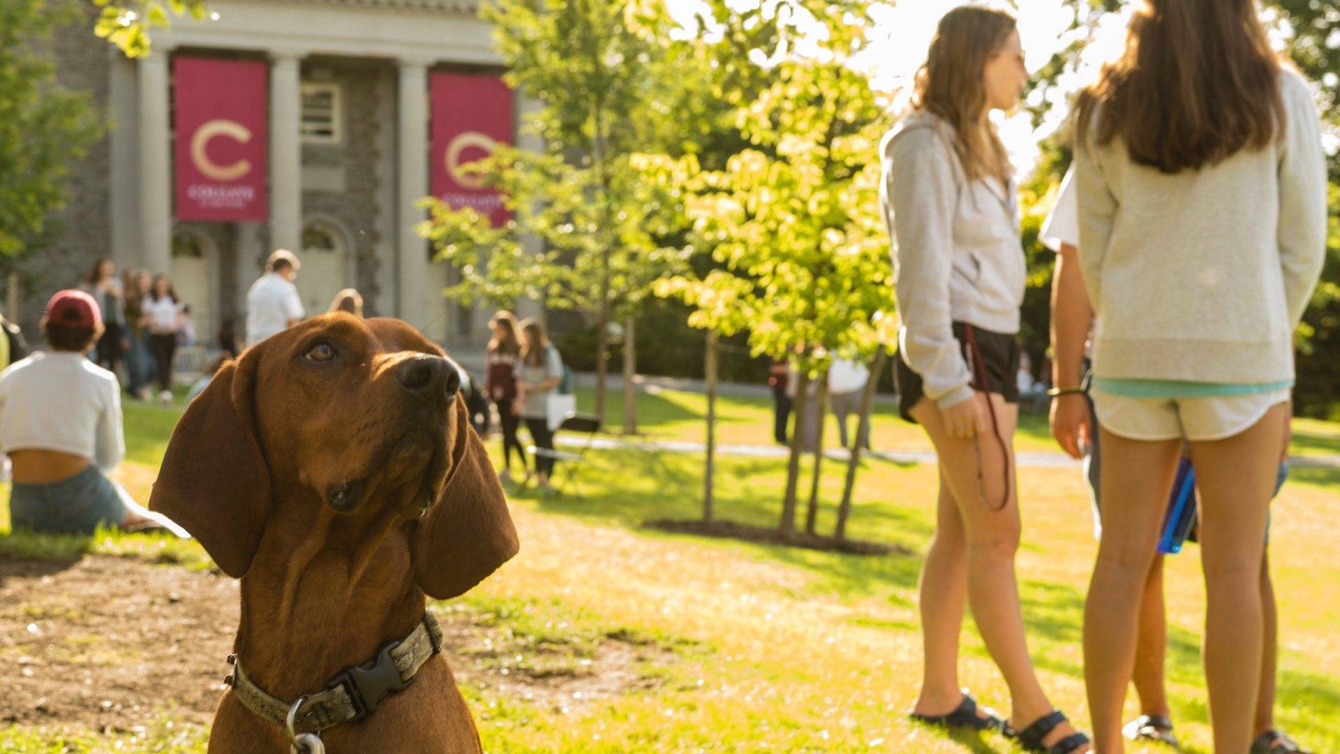 Wilbur, a Redbone Coonhound