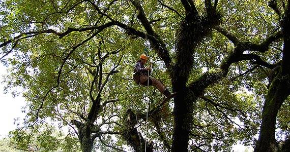 A researcher in climbing gear in the rain forest canopy