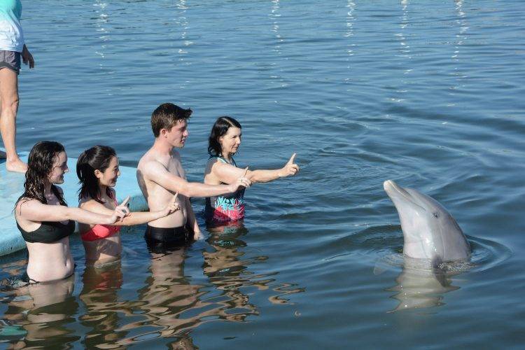 Professor Ann Jane Tierney and three students motion to a nearby dolphin