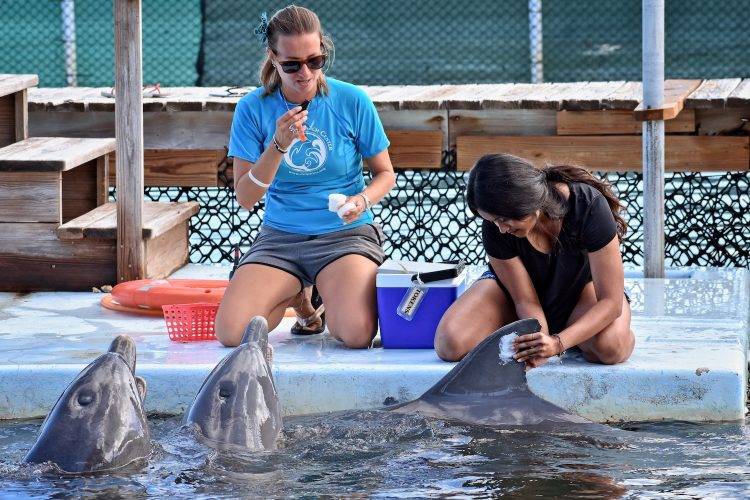 Student rubs sunscreen on dolphin while trainer nearby watches