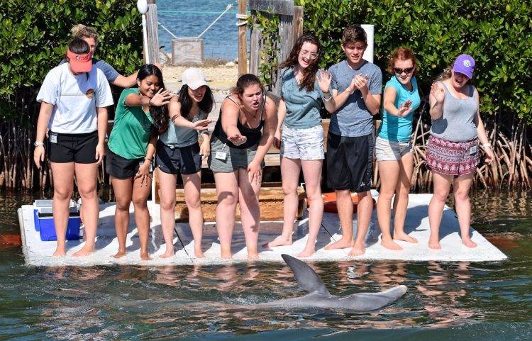 Students wave at a dolphin as it swims