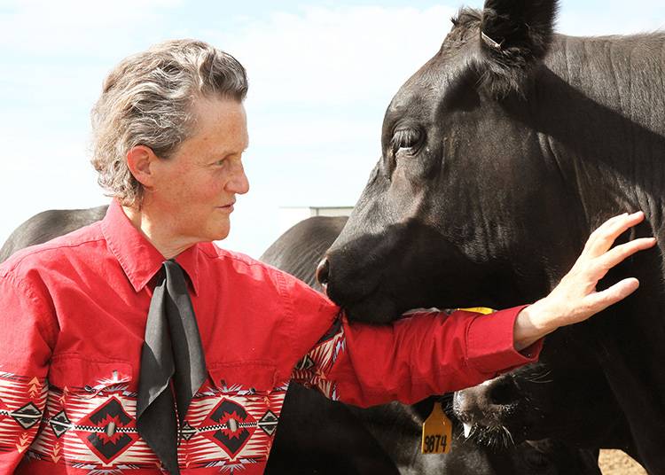 Temple Grandin with cow