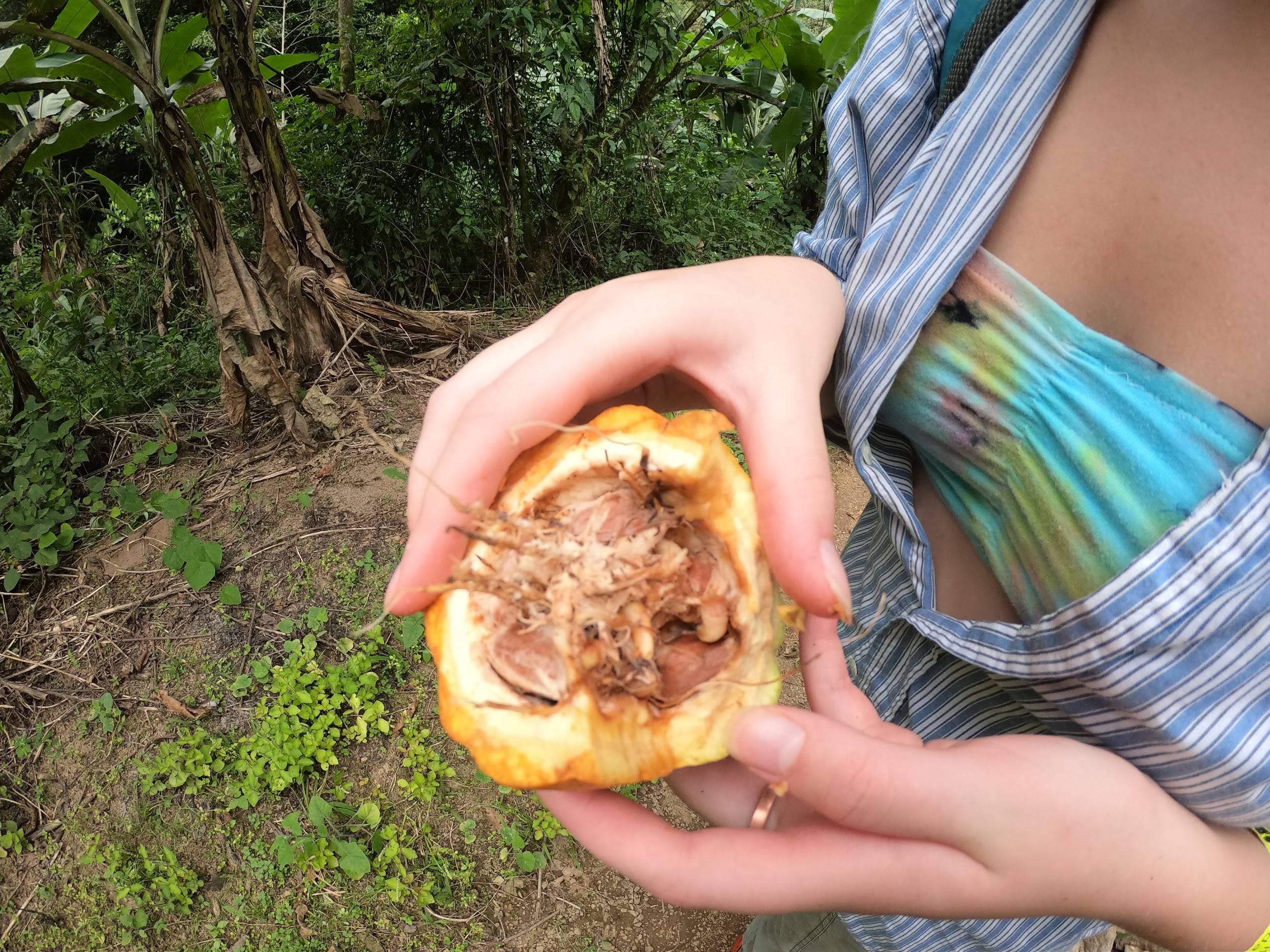 close up of interior of fruit with seeds