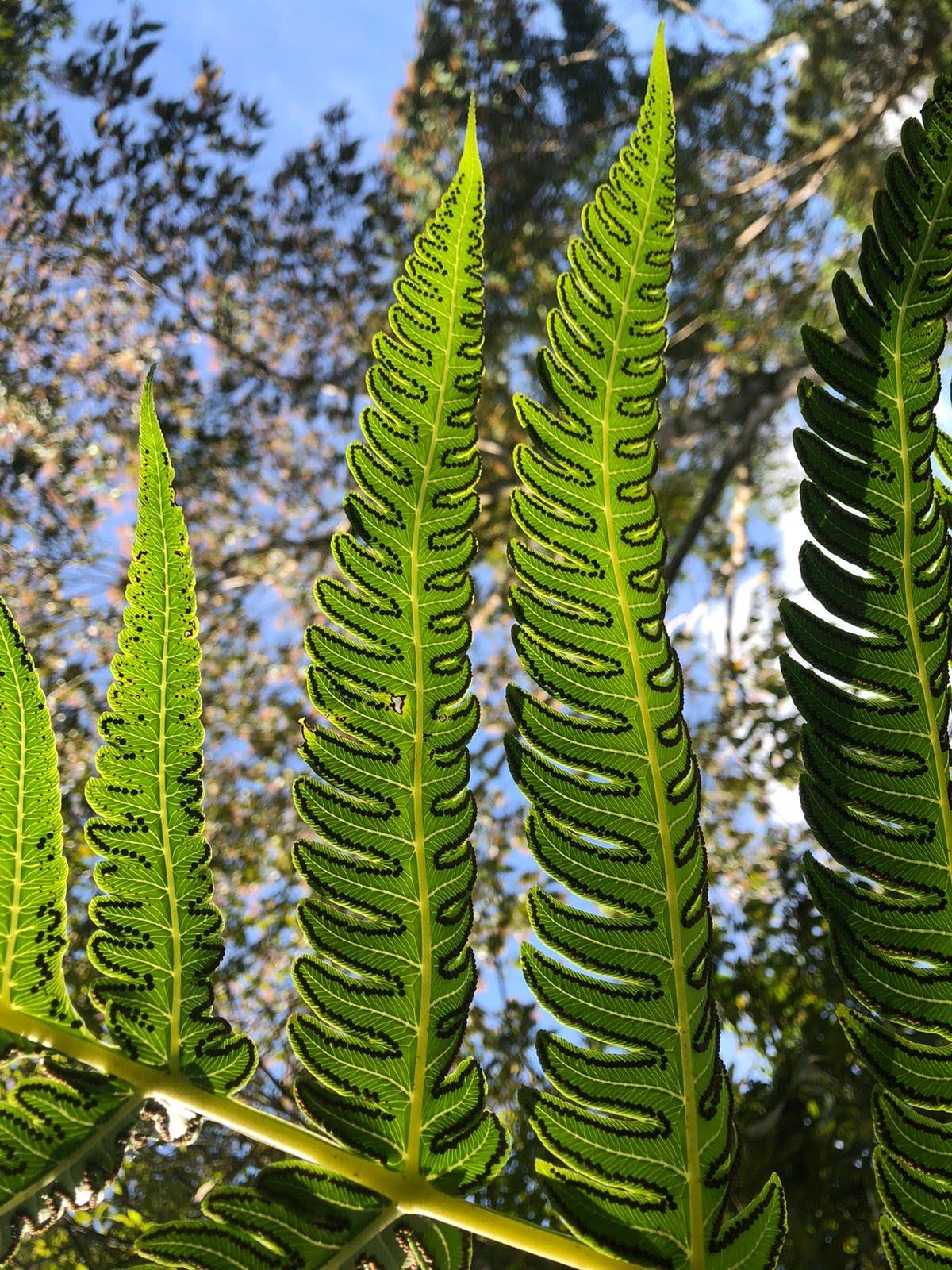 beautiful fern frond