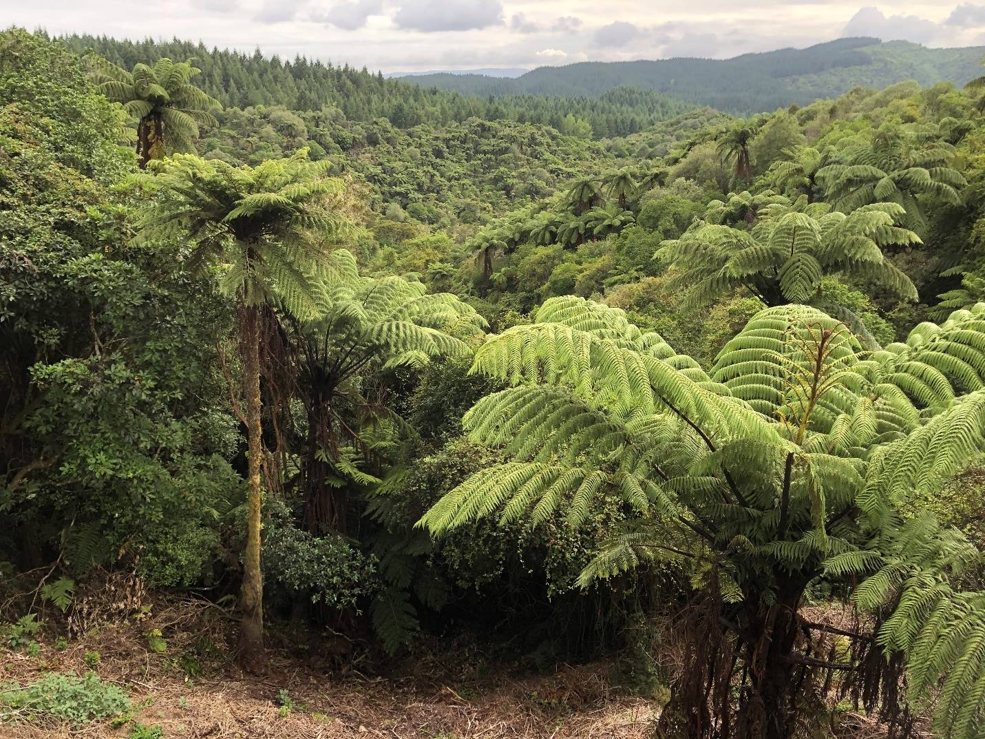 A thick tree fern dominated forest in New Zealand. In New Zealand, the some of the most abundant “tree” species are ferns!