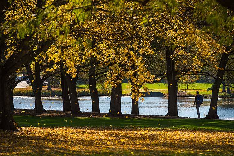 Fall foliage along Willow Path adjacent to Taylor Lake