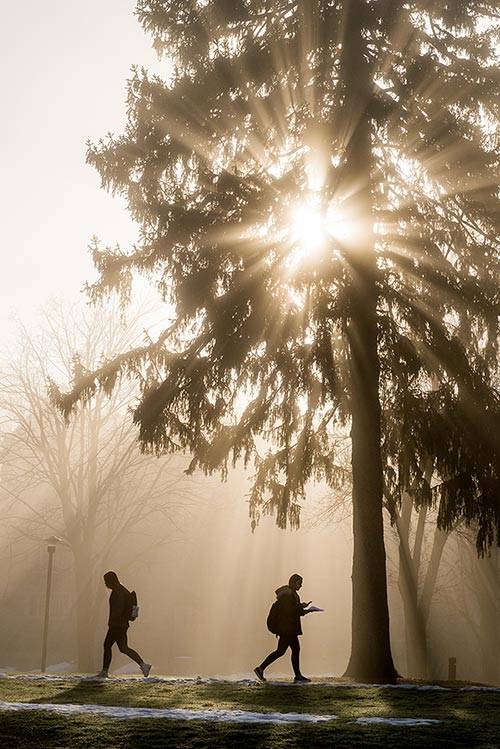 Students walk beneath a tree filtering light on campus