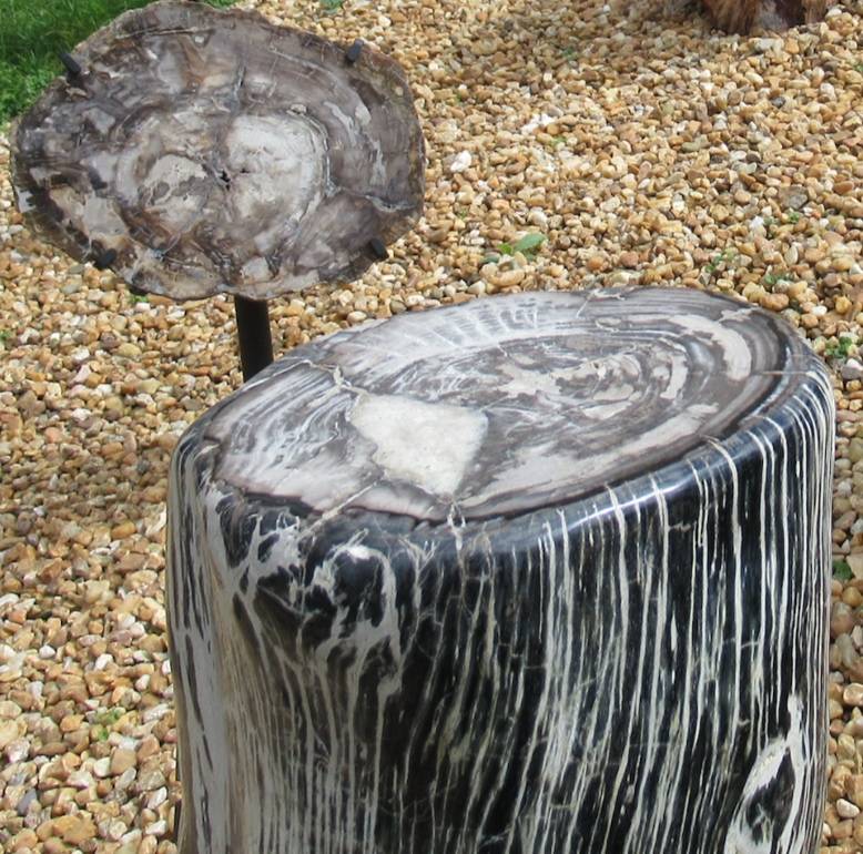 View of The Petrified Woods