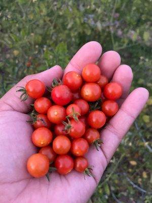 Spoon tomatoes