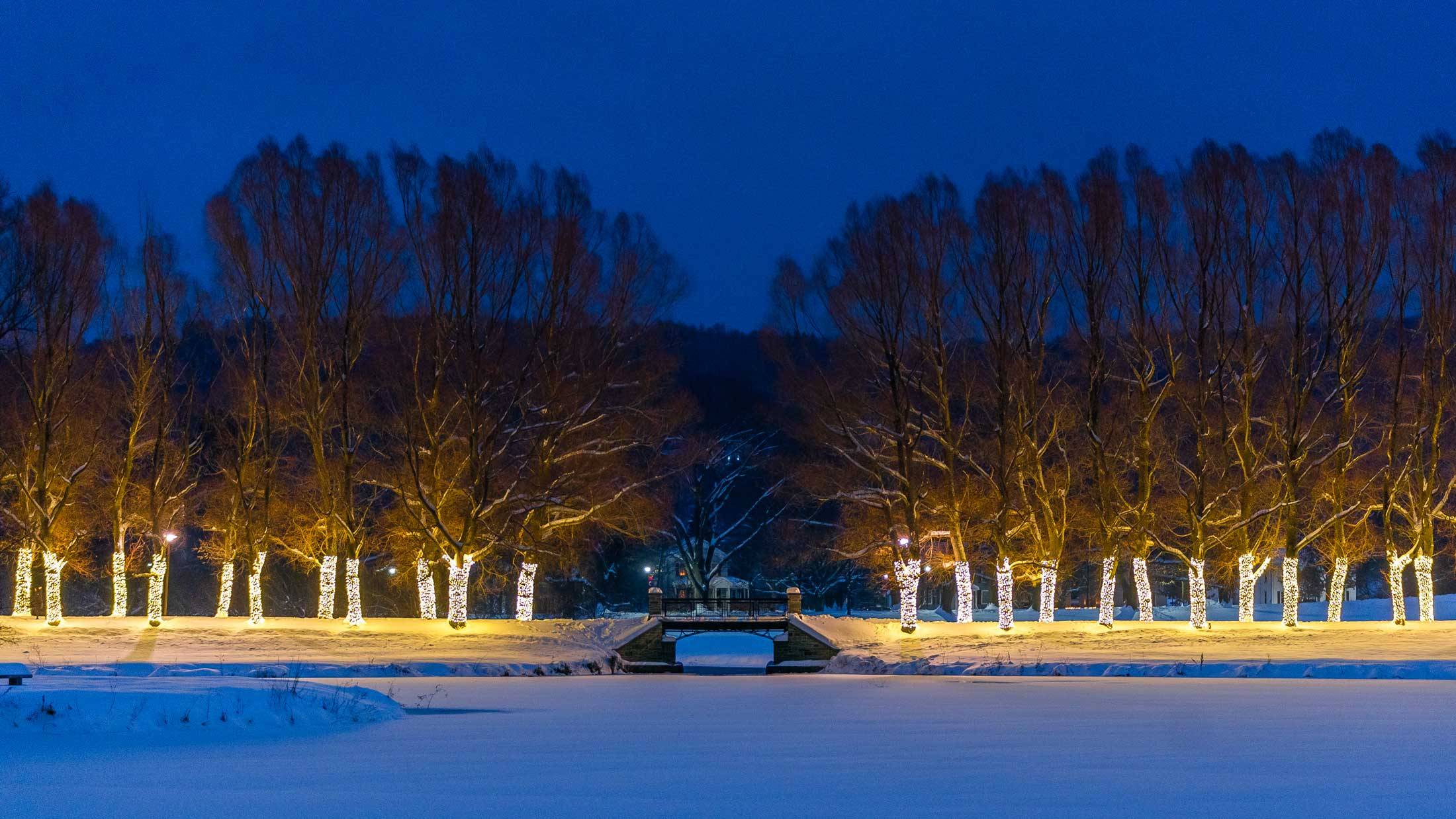 Willow Path at night