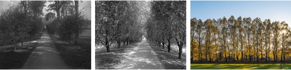 Willow Path Through the Years