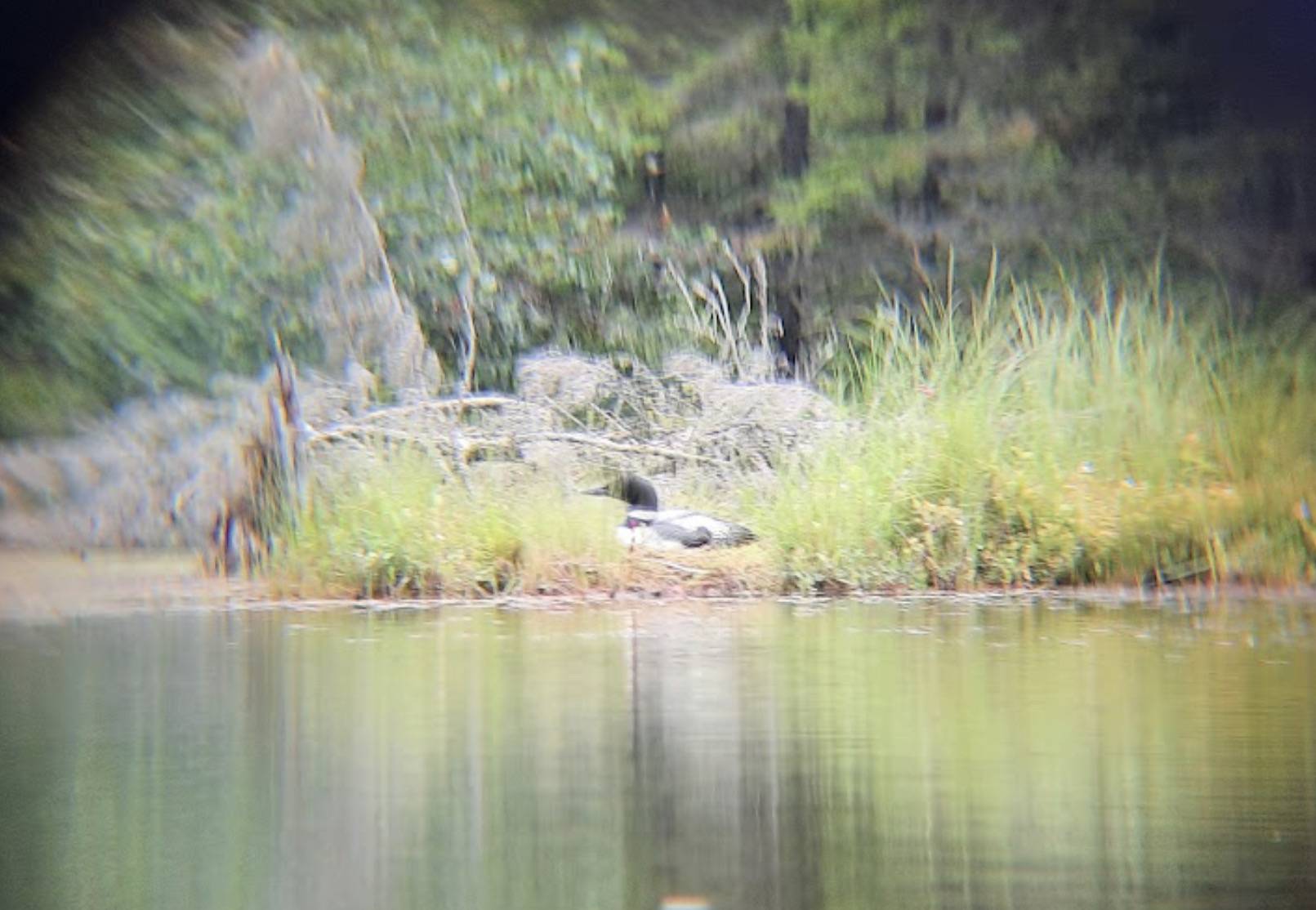An adult loon sitting on its nest, as seen through binoculars