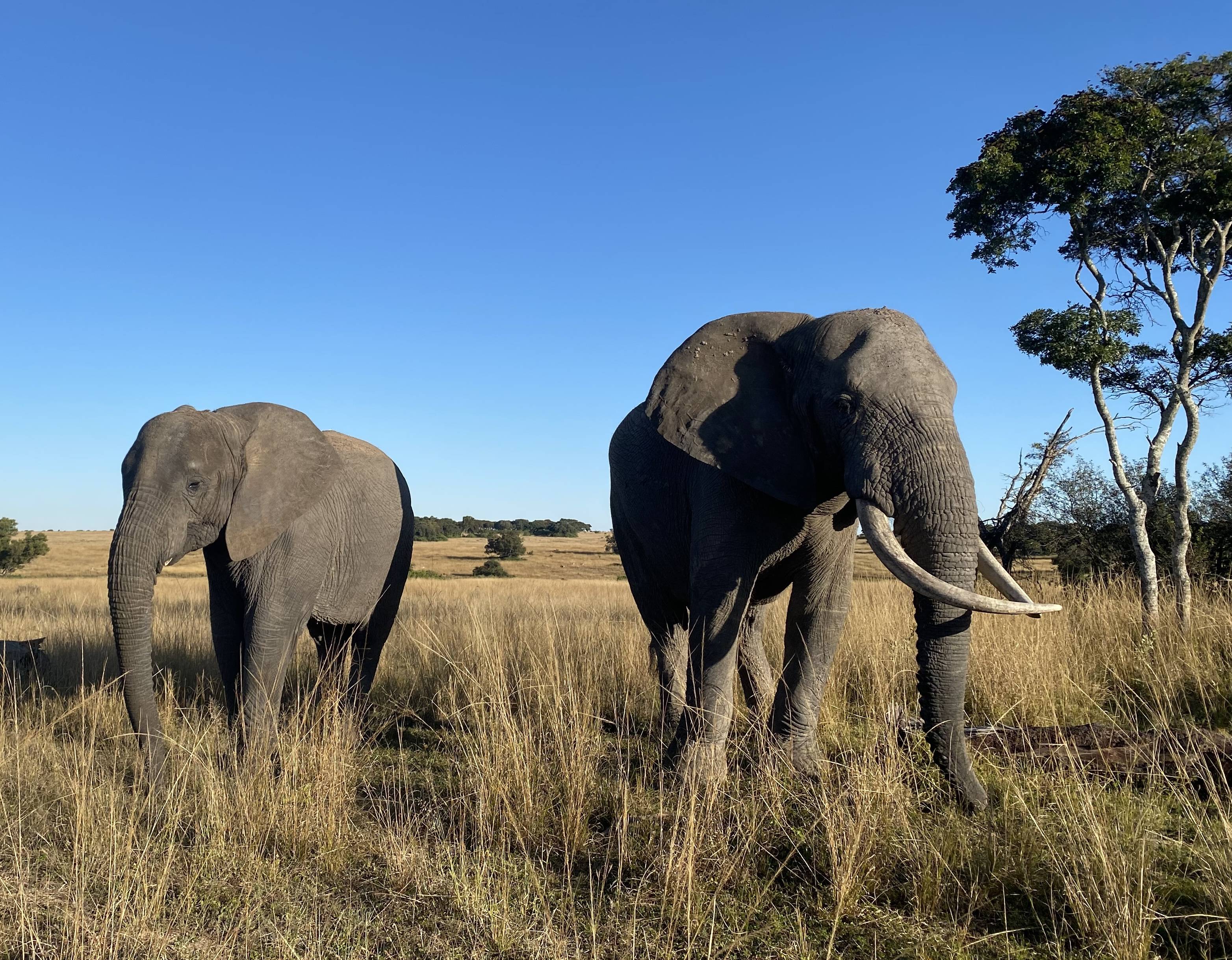Elephants on the plains of the Imire Conservancy