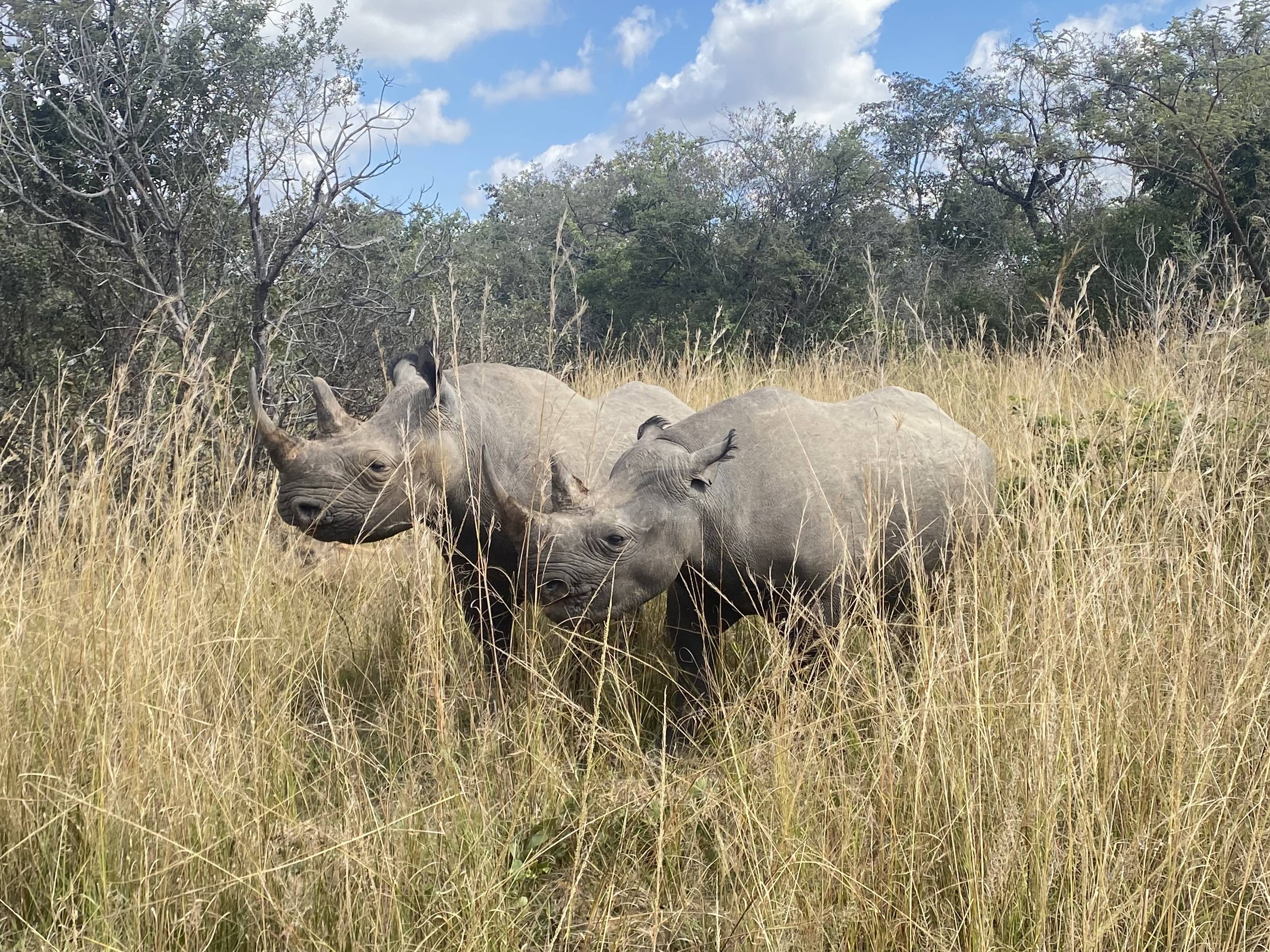 Critically endangered black rhinos at the Imire conservancy