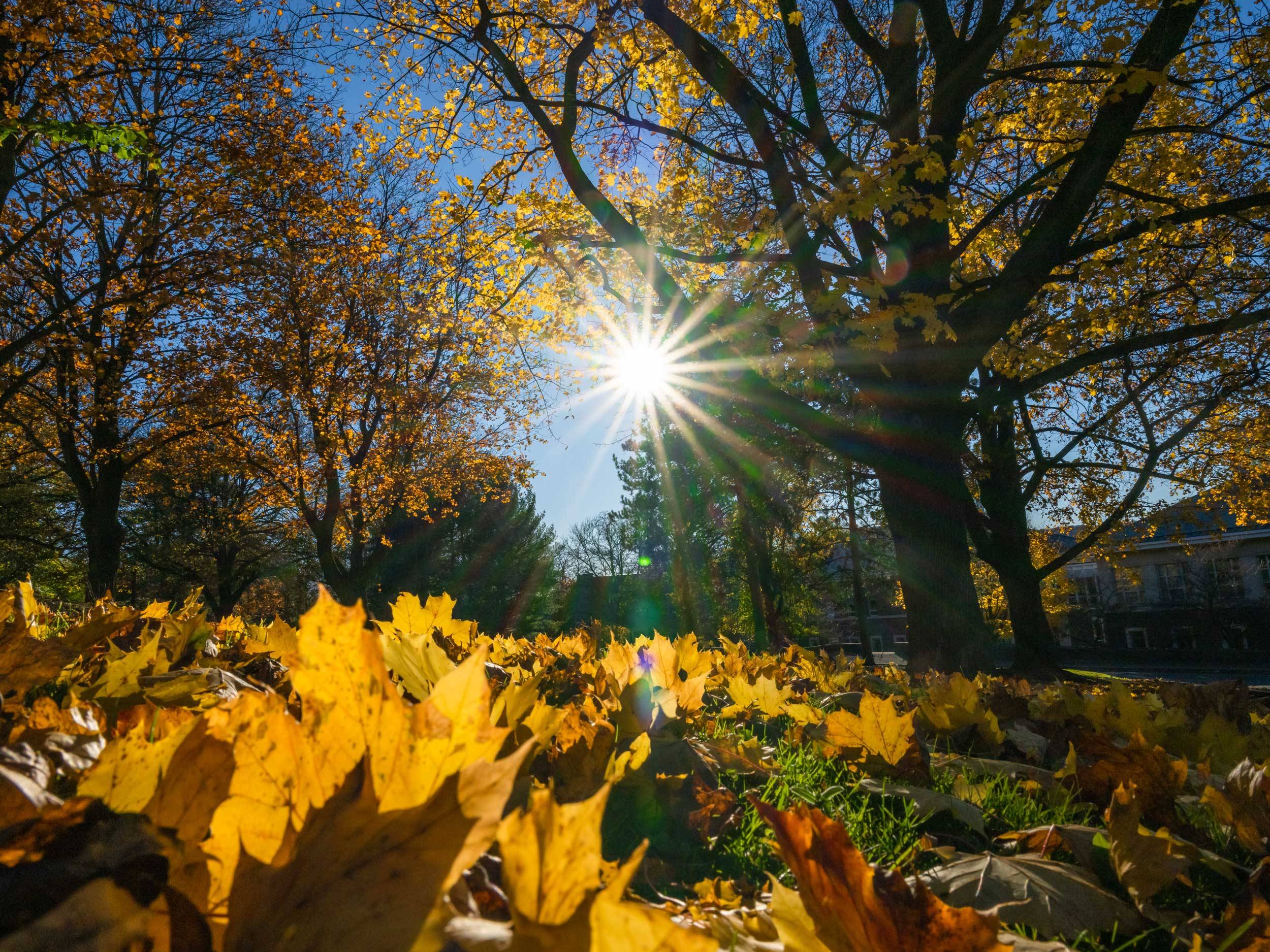 sun shining on leaves