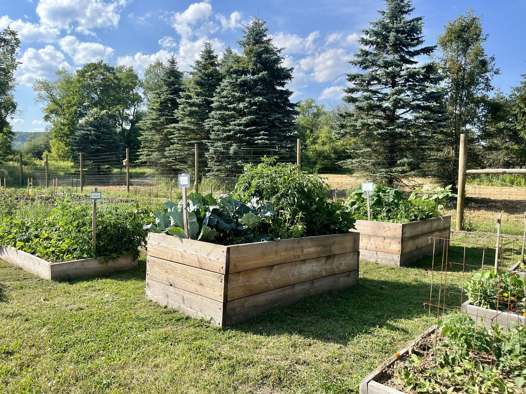 Blue sky over the wooden, raised community plots that have green vegetables thriving.