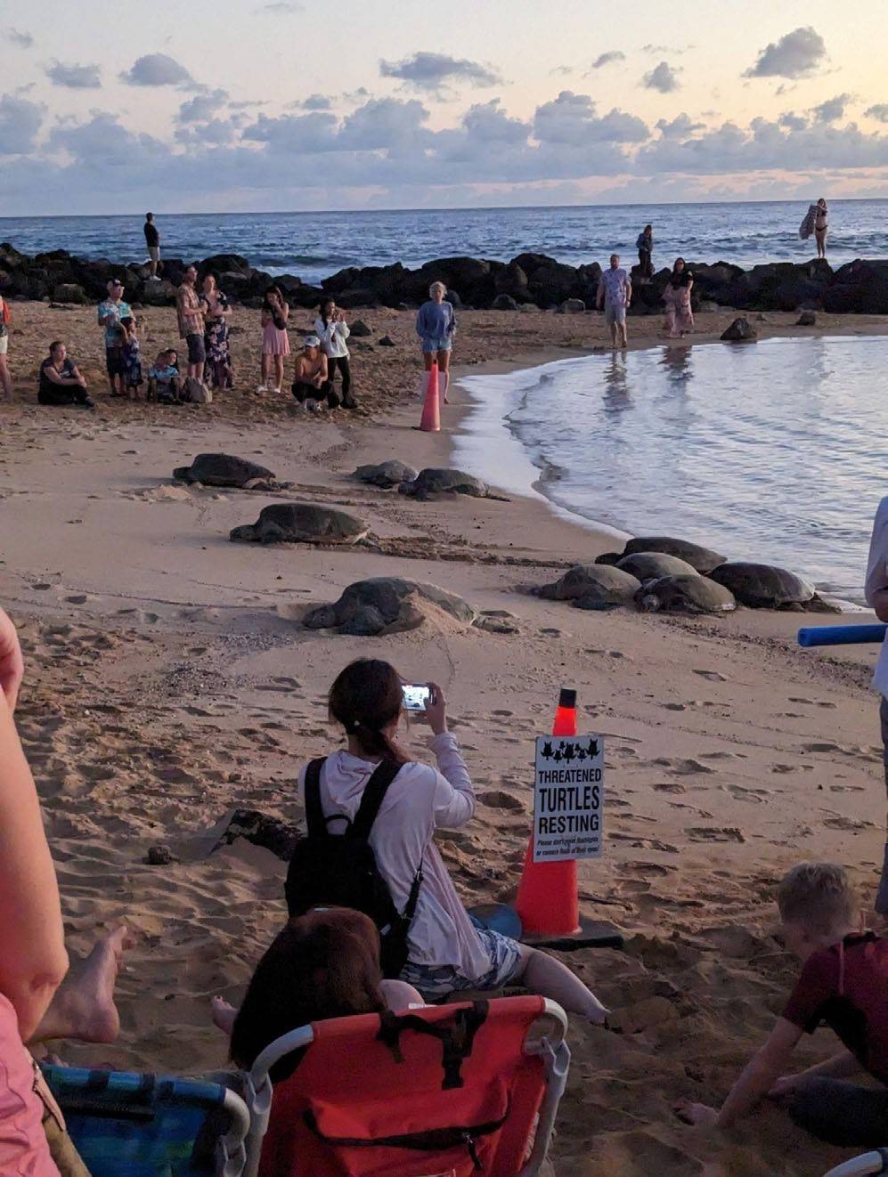 More Kaua’i green sea turtles