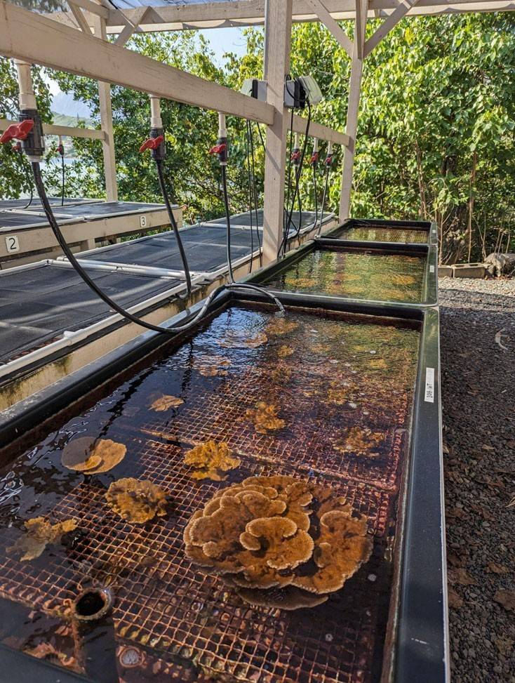 Coral experiments being performed at the Hawai’i Institute of Marine Biology