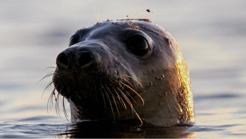 A seal in the ocean