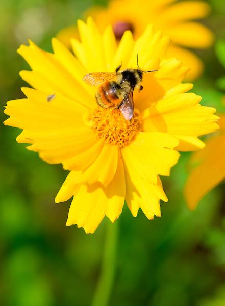 Bee on a flower