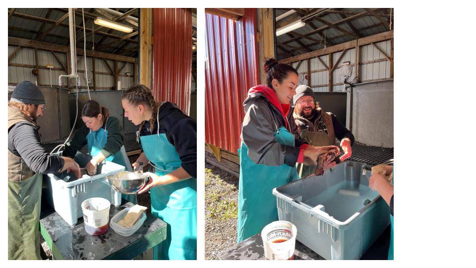 at fishery gathering fish eggs