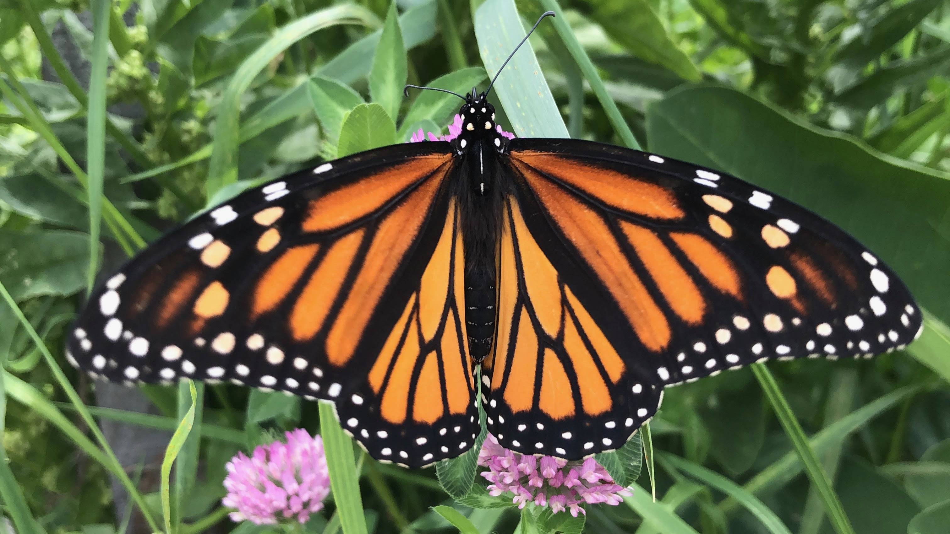 Just some of the pollinators and pollinator friendly flowers in question