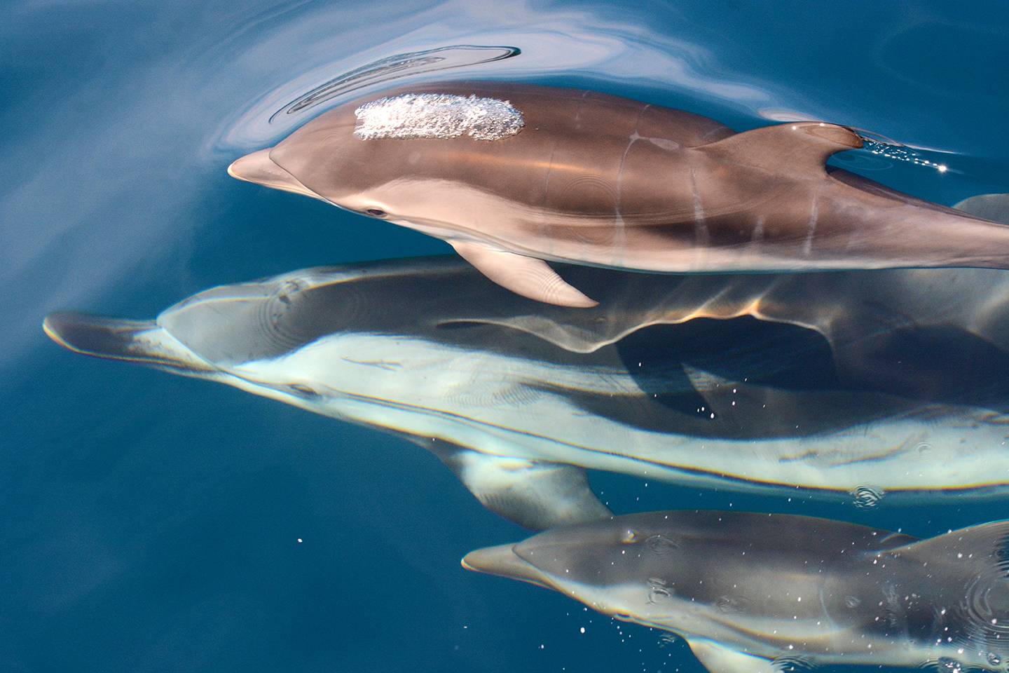 Dolphins