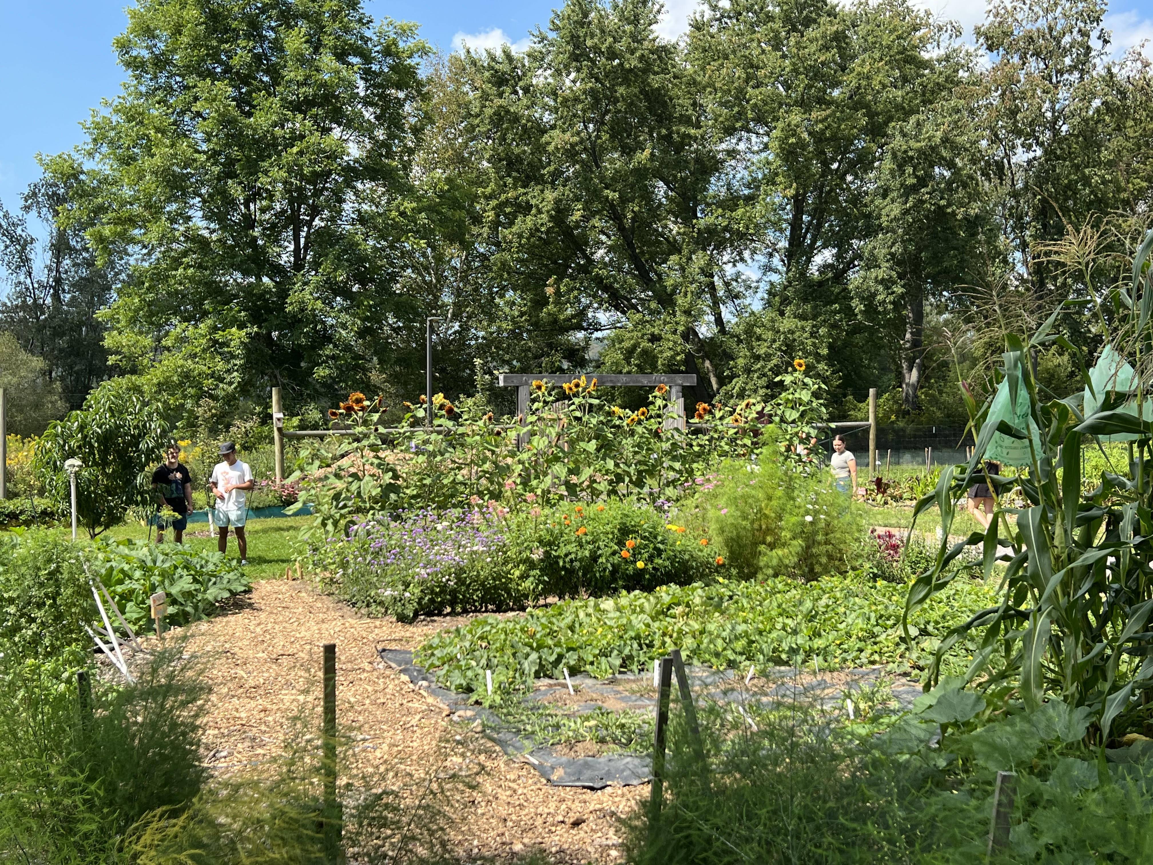 Photo of students near the fruit trees in the lush, green Community Garden.