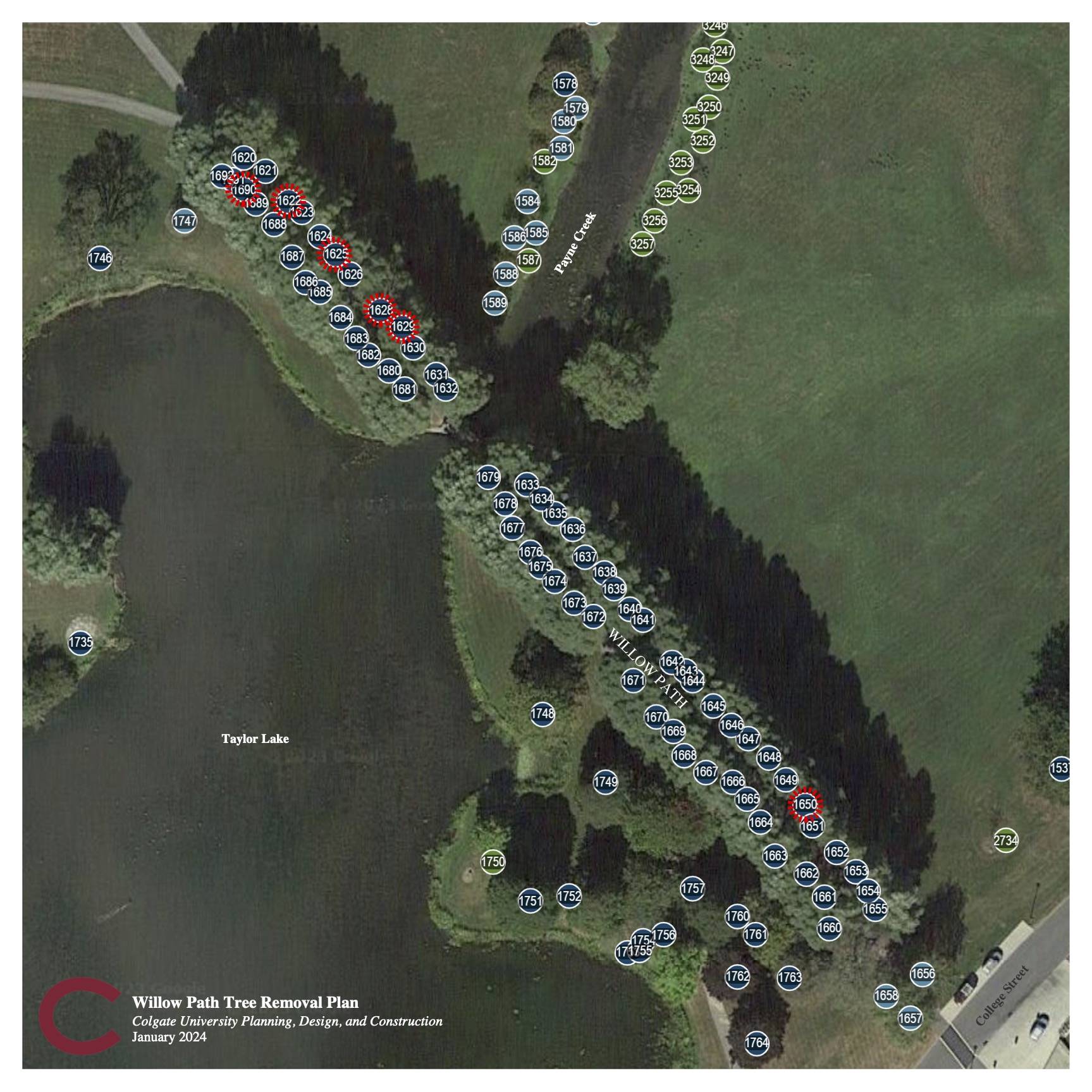 Graphic showing Willow Path tree removals