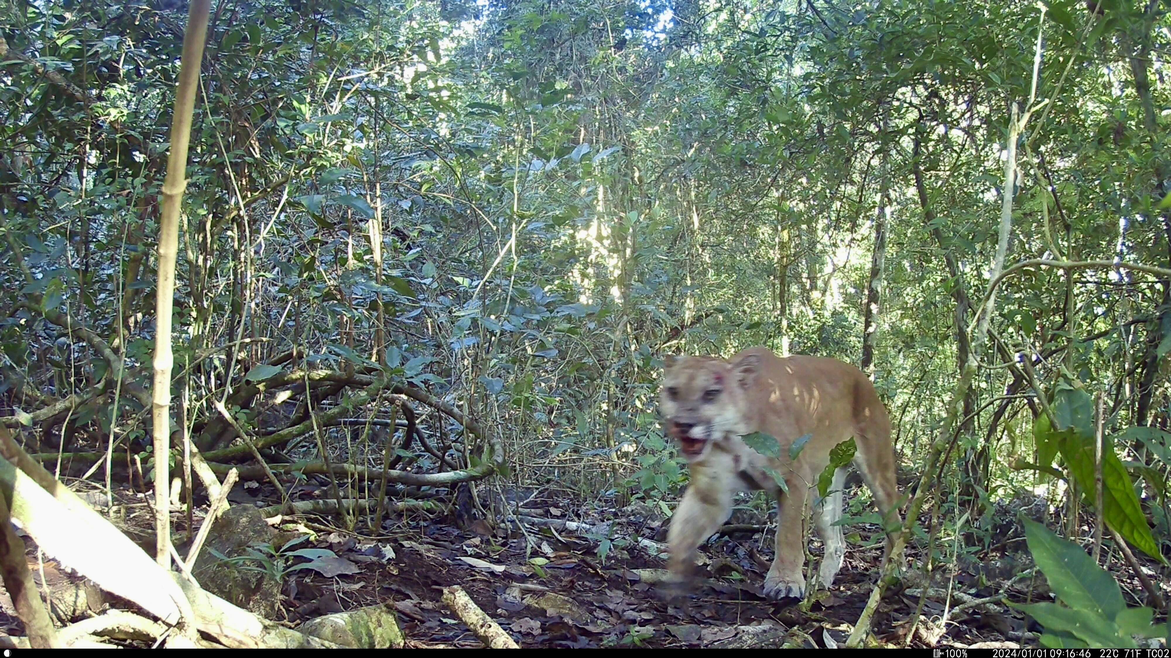 Trail camera photo showing a puma walking on the forest floor towards the camera.