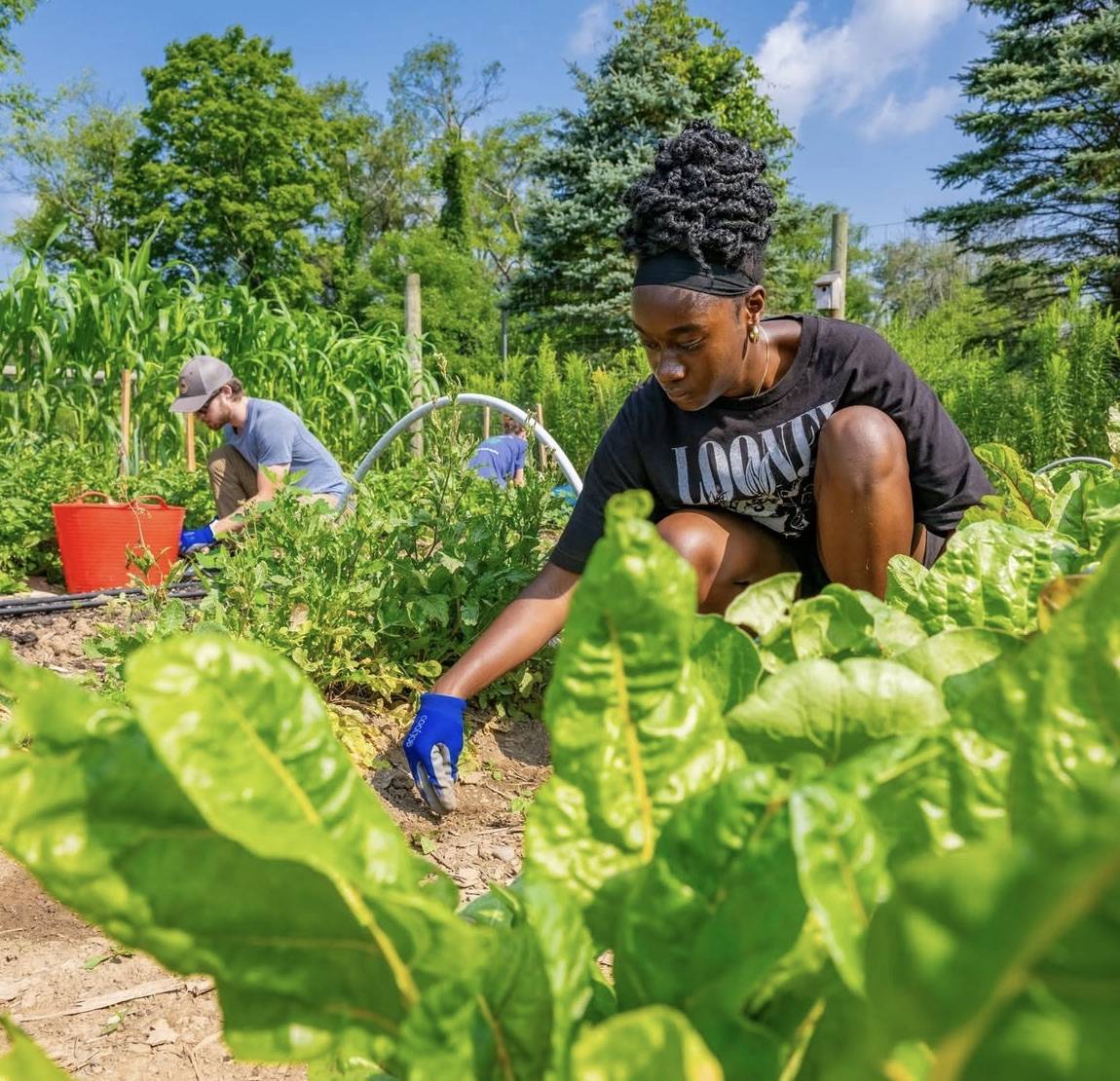 Joycelyn gardening for her summer sustainability internship